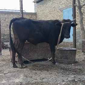 ökiz