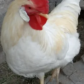 horaz