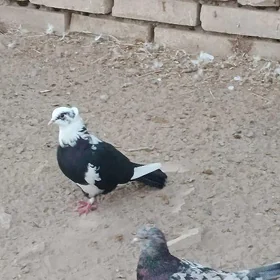 kepderi