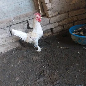 karlik horoz