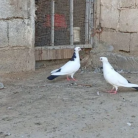kepder