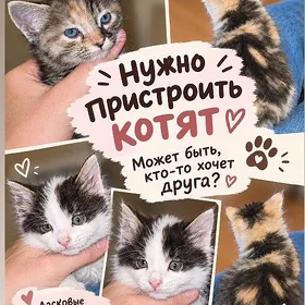 Отдам котят