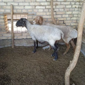 Bogaz goyun
