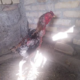 baysow horaz