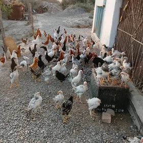 Juyje