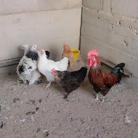 towuklar