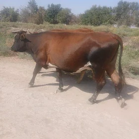 bogaz sygyr