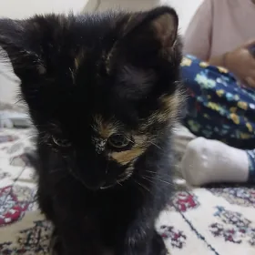 Pişik