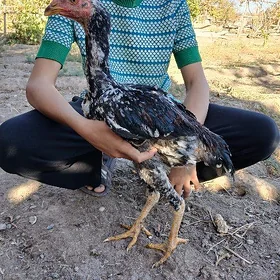 Paroda juýja