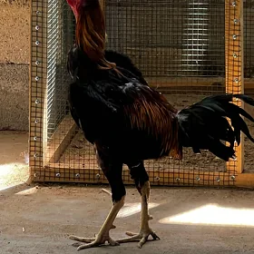 Taşkent