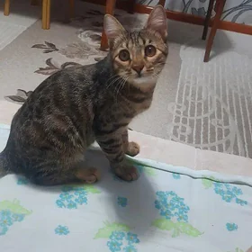 Котята