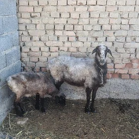 goýun