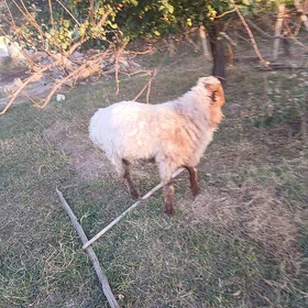 Işek goç