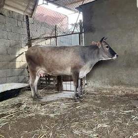 Bakylan sygyr