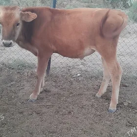 Göle