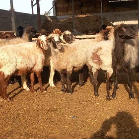 goyyun bakylan
