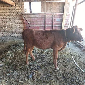 göle