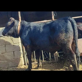öküz