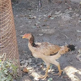 baysow towuk juje