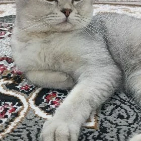 Шотлант пишик вязка учин