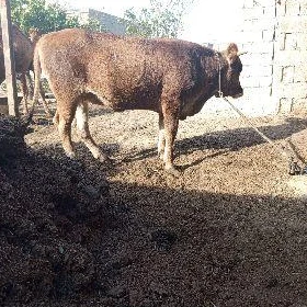 sygyr