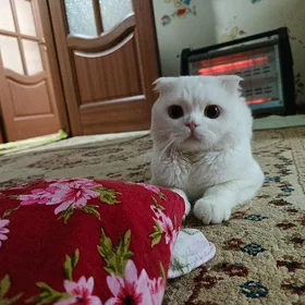 шотландский кот на♥️