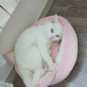 pisik кот на вязку