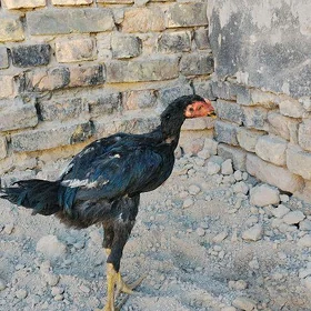 baysow juje