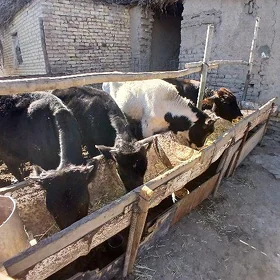 öküzçeler