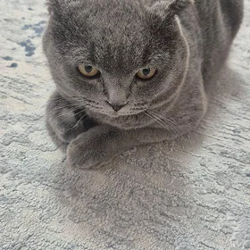Кошка шотланский