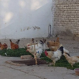 towuklar