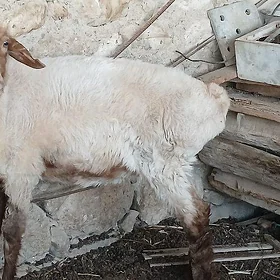 goýun
