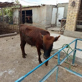 Ökuzca