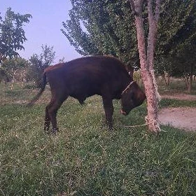 öküzce