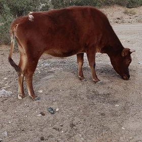 gacar 3 yasynda