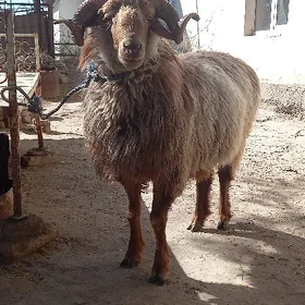 Baky goç