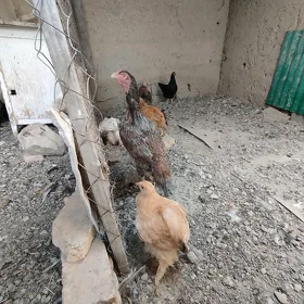 Taşkent