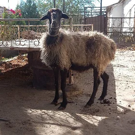 Goýun