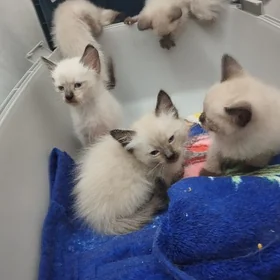 Тайские котята.