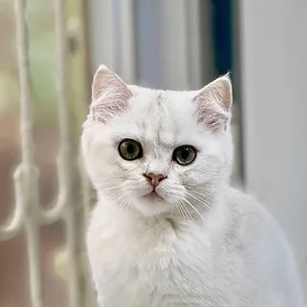 Британский котёнок