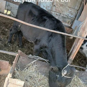 okiz