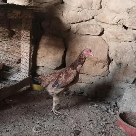 Baysok