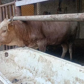 okuz🐂