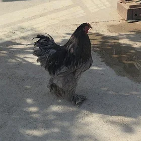 Brama