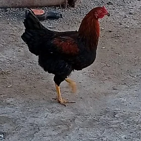 хоразлар