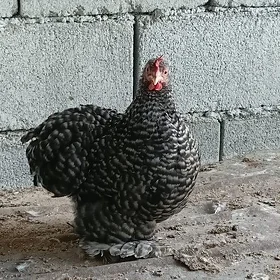 karlik kokinhin