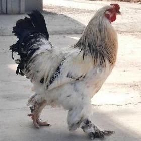 Brama horoz
