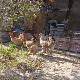 Brama towuk