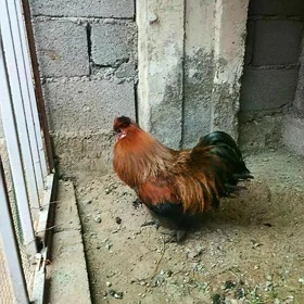 Karlik toşwan tüý