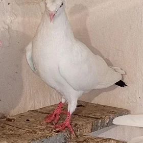 kepderi